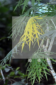 離婚用幾寸照片