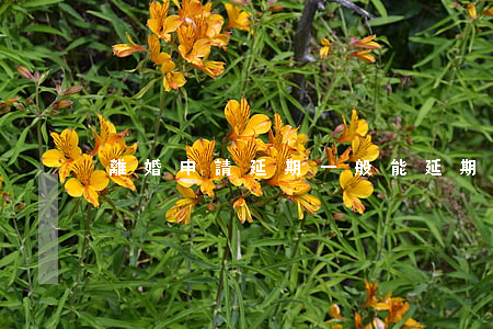 離婚申請延期一般能延期多久(離婚緩沖期)