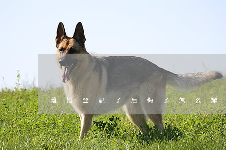 離婚登記了后悔了怎么辦