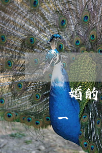 離婚的人有幾種心理(離婚的人心理有什么不一樣)