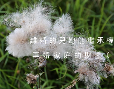 離婚的兒媳能繼承權嗎(離婚后孩子有權繼承再婚家庭的財產(chǎn)嗎)