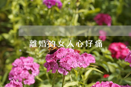 離婚的女人心好痛