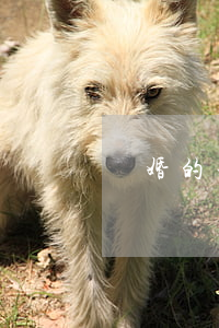 離婚的女人電視劇全集