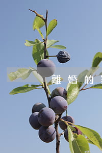 離婚的家庭主婦怎么辦