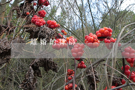 離婚的律師