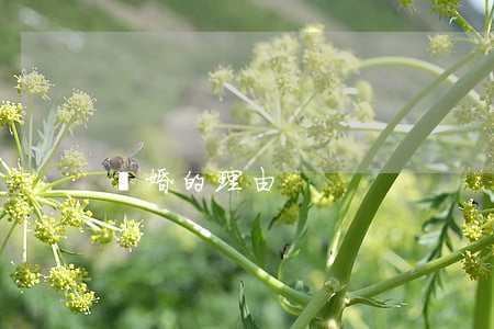 離婚的理由