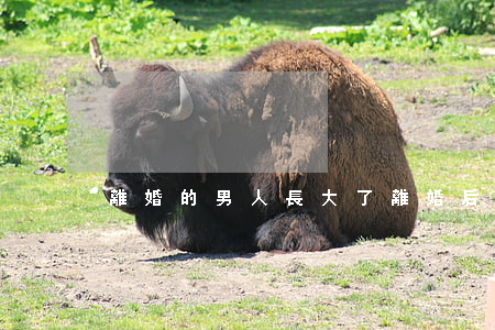 離婚的男人長大了(離婚后男人)