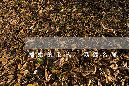 離婚的老人沒錢怎么辦