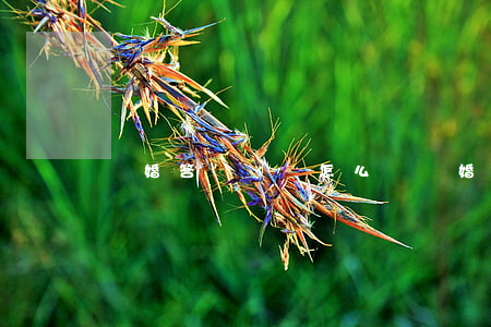 離婚答辯狀該怎么寫(離婚訴訟答辯狀怎么寫)