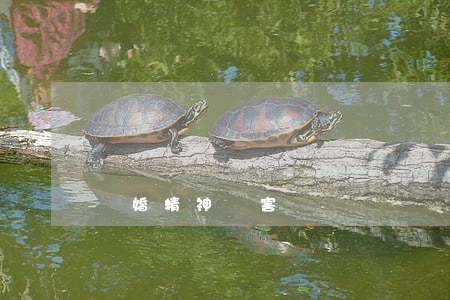 離婚精神損害賠償