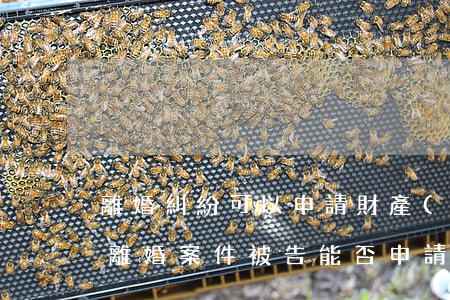 離婚糾紛可以申請財產(chǎn)保全嗎(離婚案件被告能否申請財產(chǎn)保全)