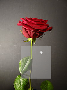 離婚糾紛律師