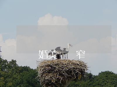 離婚美婦緊窄