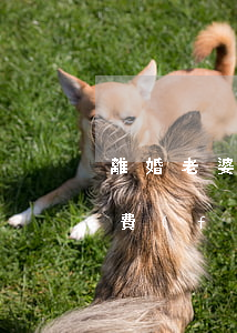離婚老婆不要房子也不給撫養(yǎng)費(fèi)(離婚可以不要撫養(yǎng)費(fèi))