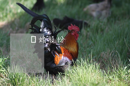 離婚  股份