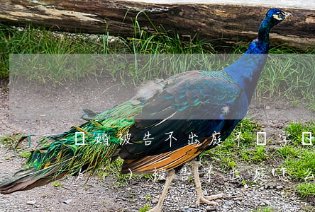離婚被告不出庭不簽字(離婚訴訟開庭時(shí)被告不出庭怎么辦)