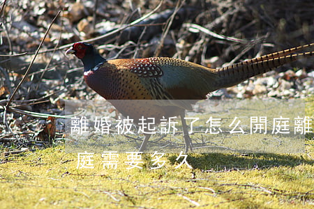 離婚被起訴了怎么開庭(離婚官司從起訴到開庭需要多久)