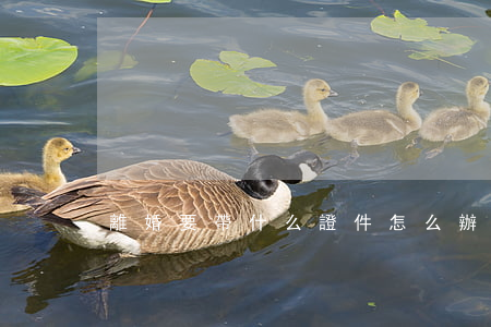 離婚要帶什么證件怎么辦