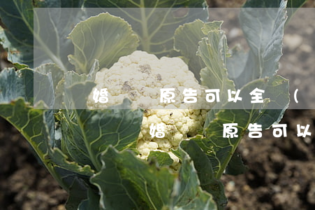 離婚訴訟原告可以全權(quán)委托律師嗎(離婚訴訟原告可以全權(quán)委托律師嗎)