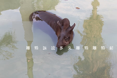 離婚訴訟多久離婚(離婚起訴多久可以離婚)