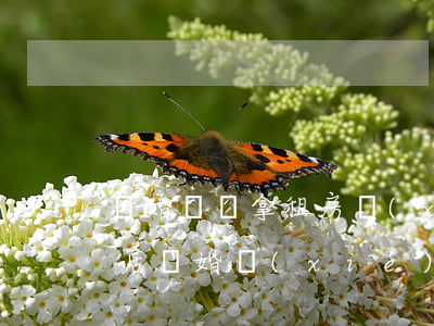 離婚訴訟拿租房協(xié)議證明分居(分居離婚協(xié)議書怎么寫樣本)