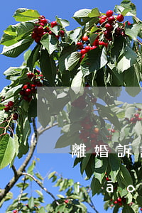 離婚訴訟流程及費用(離婚訴訟費收費標(biāo)準(zhǔn))