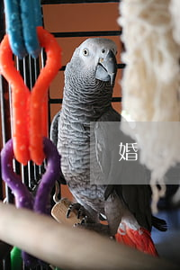 離婚訴訟狀如何寫(離婚訴訟狀如何寫得更好)