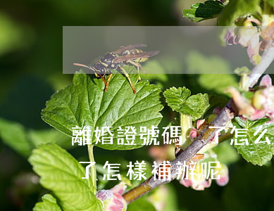 離婚證號碼丟了怎么補辦(我的離婚證給丟失了怎樣補辦呢)