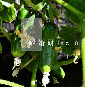 離婚財(cái)產(chǎn)分