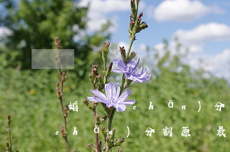 離婚財產(chǎn)分割原則(離婚財產(chǎn)分割原則最新法規(guī)需要買民法典那部書)
