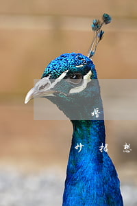 離婚財產(chǎn)轉(zhuǎn)移妙招(想離婚轉(zhuǎn)移財產(chǎn))