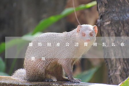 離婚財產公證費用怎么收費(離婚析產公證的費用)
