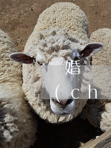 離婚賠償金老婆花了怎么辦(老婆鬧離婚財產(chǎn)怎么處理)