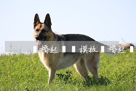 離婚起訴書模板(離婚起訴書模板圖片)