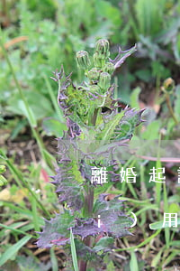 離婚起訴費(fèi)用(離婚起訴費(fèi)用需要多少錢)