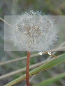 離婚起訴費是怎么收費的(起訴離婚的訴訟費)