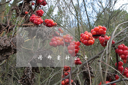 離婚都要什么手續(xù)