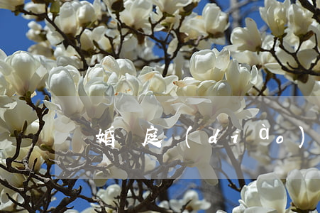 離婚開庭調(diào)解了后面可以再起訴嗎