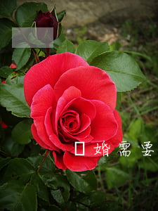 離婚需要什么材料