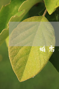 離婚需要什么證件2019