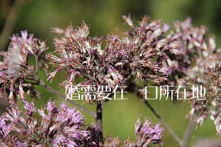離婚需要在戶口所在地辦理嗎