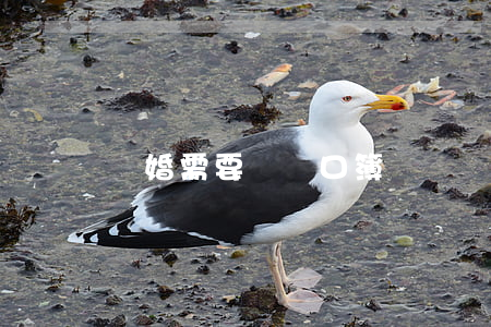 離婚需要帶戶口簿嗎