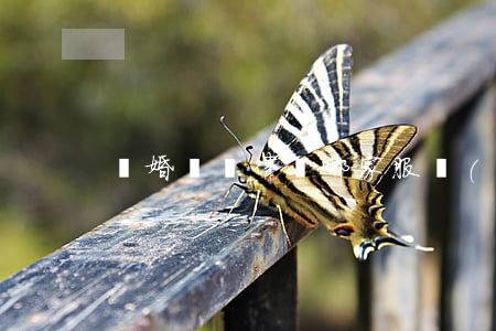 離婚顧問律師哪家服務(wù)好