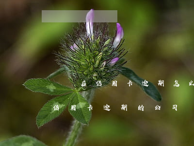 離職后信用卡逾期怎么處理(有沒有幫忙處理信用卡逾期的公司)