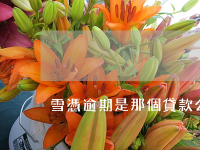 雪憑逾期是那個貸款公司(雪貸逾期短信)