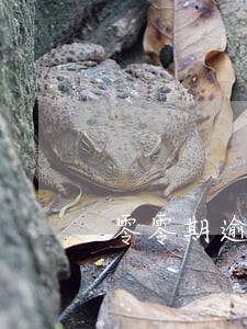 零零期逾期部分還款