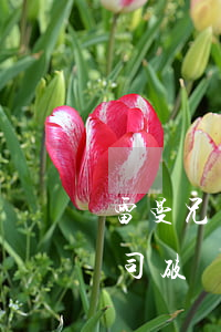 雷曼兄弟破產(chǎn)原因(雷曼兄弟公司破產(chǎn))