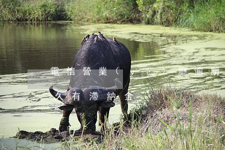 電信營業(yè)廳逾期怎么辦(電信欠費多久有滯納金)
