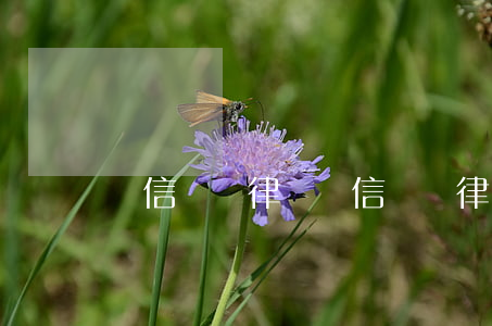 電信詐騙律師(電信詐騙律師咨詢免費)
