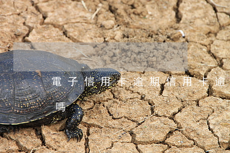 電子信用卡逾期(信用卡逾期兩天會計入征信嗎)